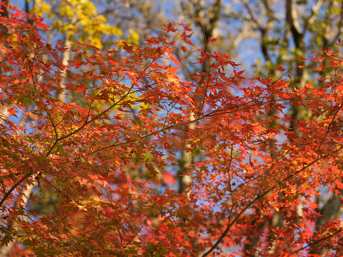 茶臼山高原紅葉ライトアップ