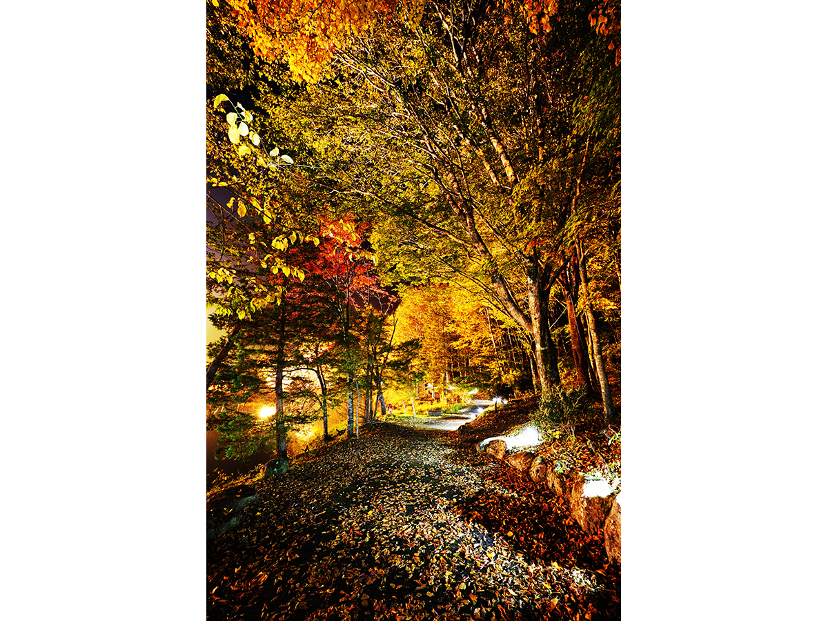 茶臼山高原紅葉ライトアップ