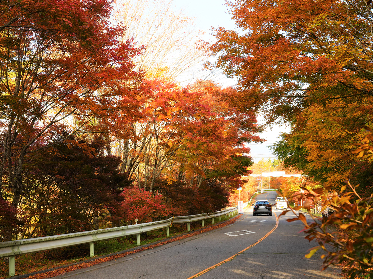 茶臼山高原紅葉ライトアップ