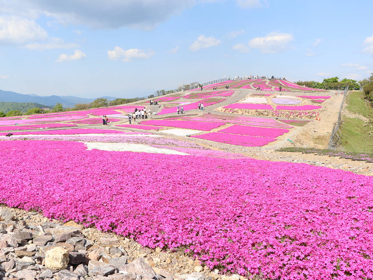 茶臼山高原 芝桜まつり