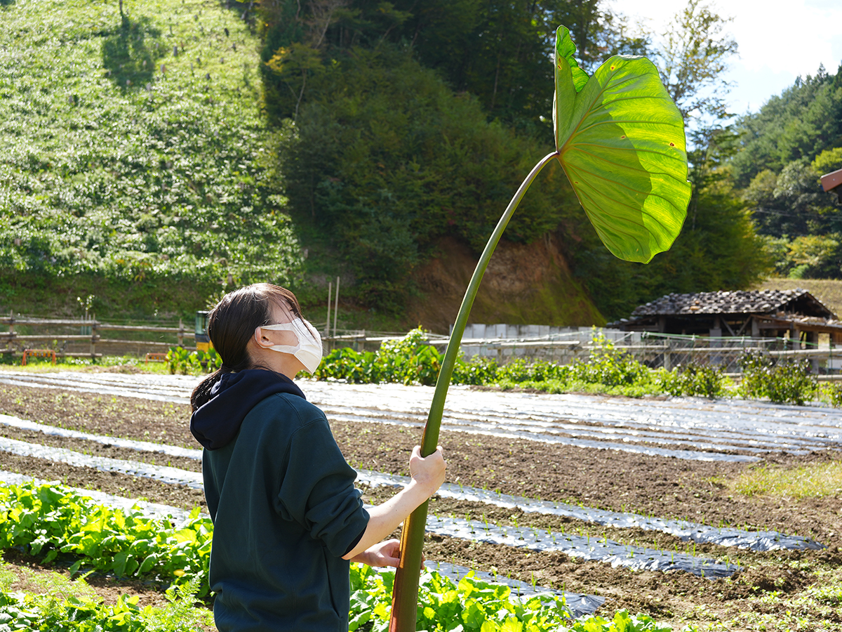 秋を満喫！芋掘り＆ピザ作り体験
