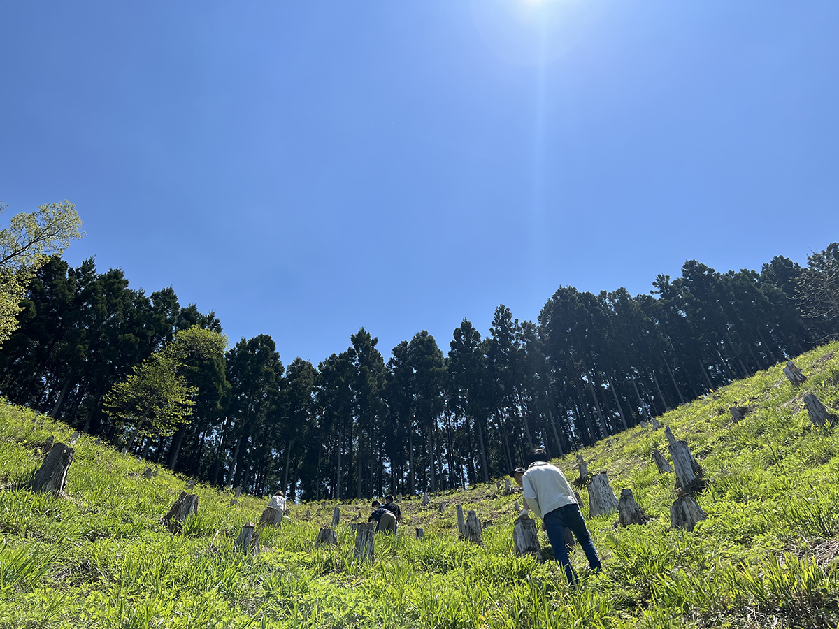 あさがね農園山菜(わらび)採りできますよ～！