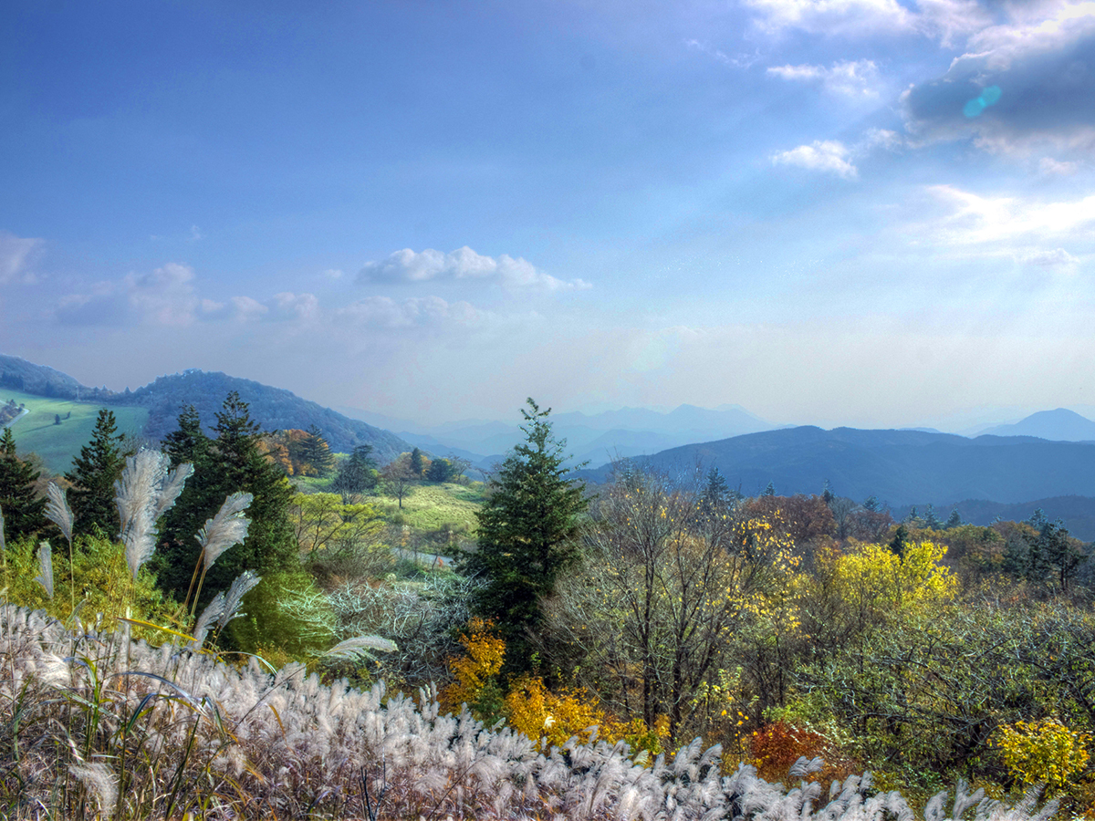 茶臼山高原紅葉ライトアップ