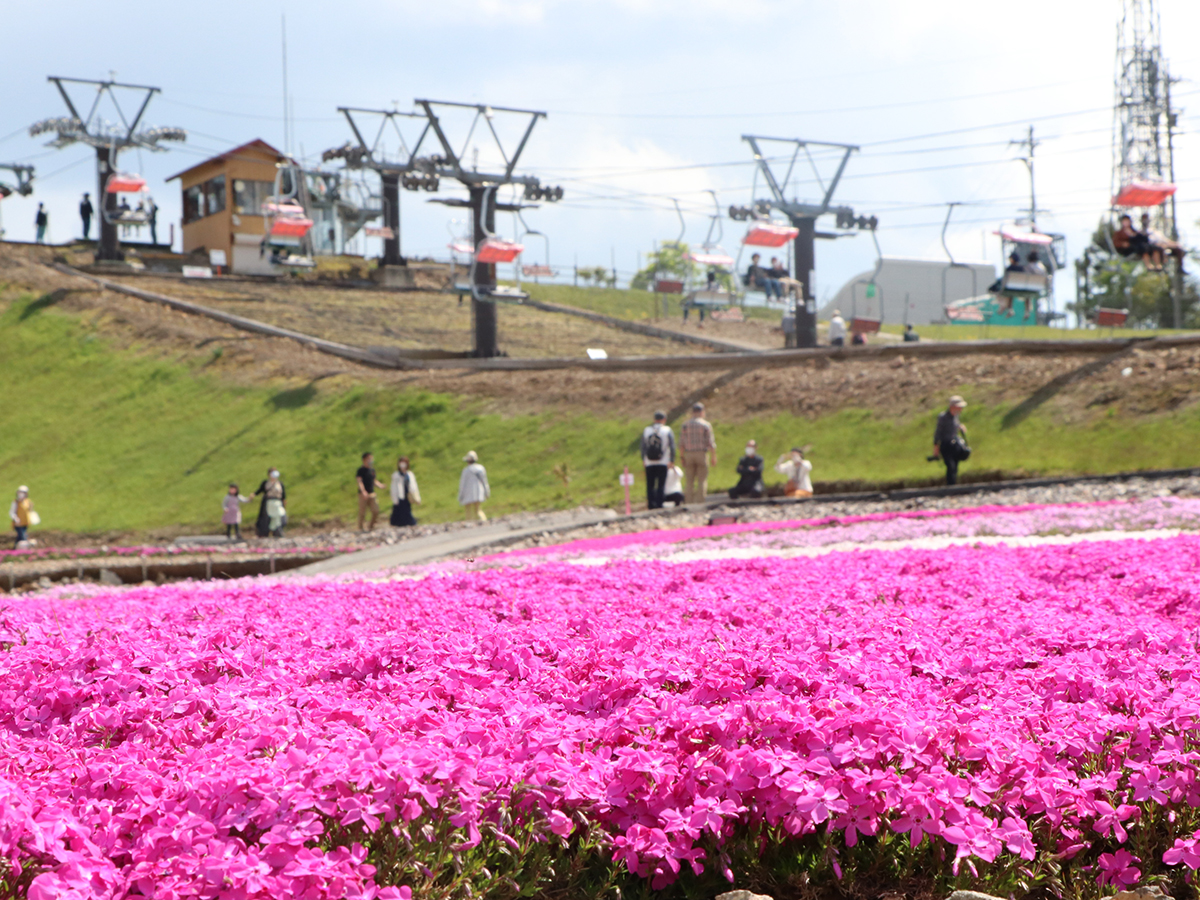 茶臼山高原 芝桜まつり