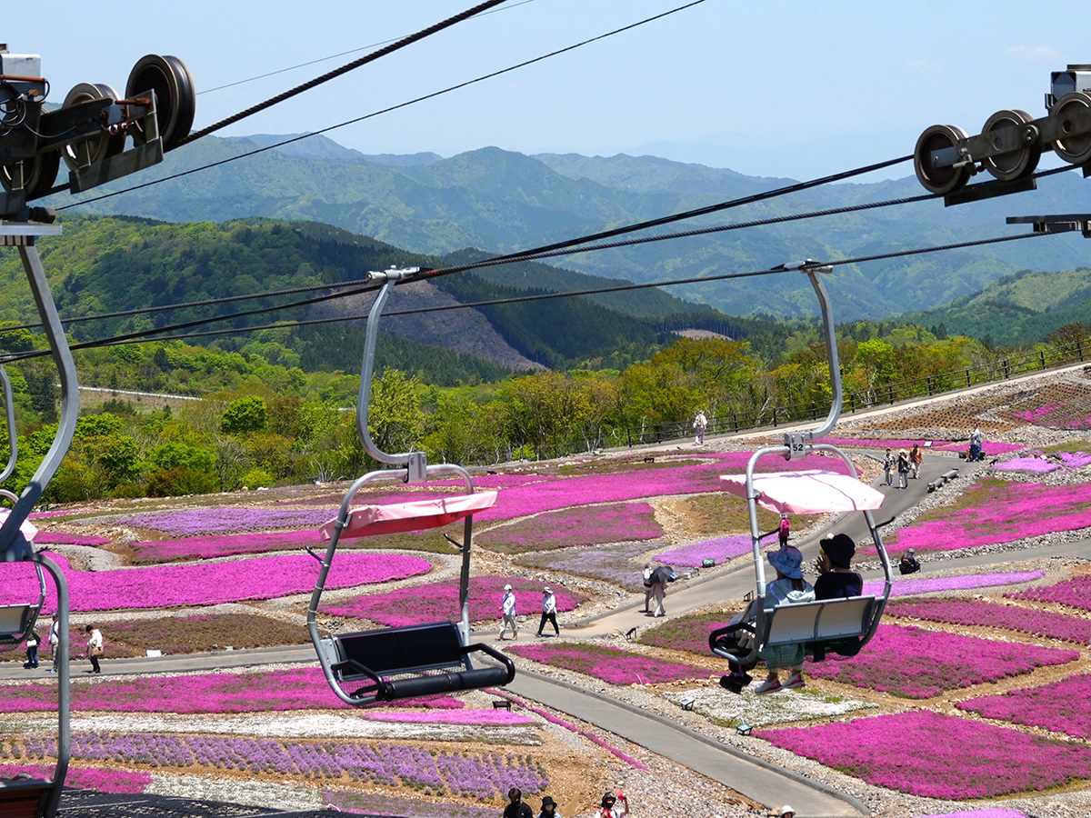 茶臼山高原 芝桜まつり