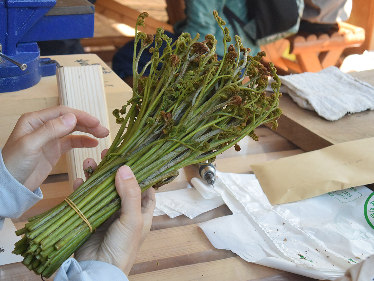 春の山菜を天ぷらや草もちにして食べよう！