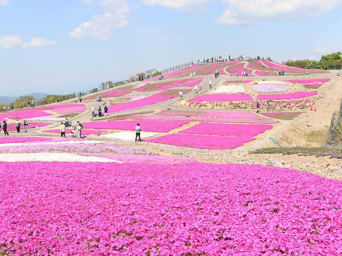 茶臼山高原 芝桜まつり