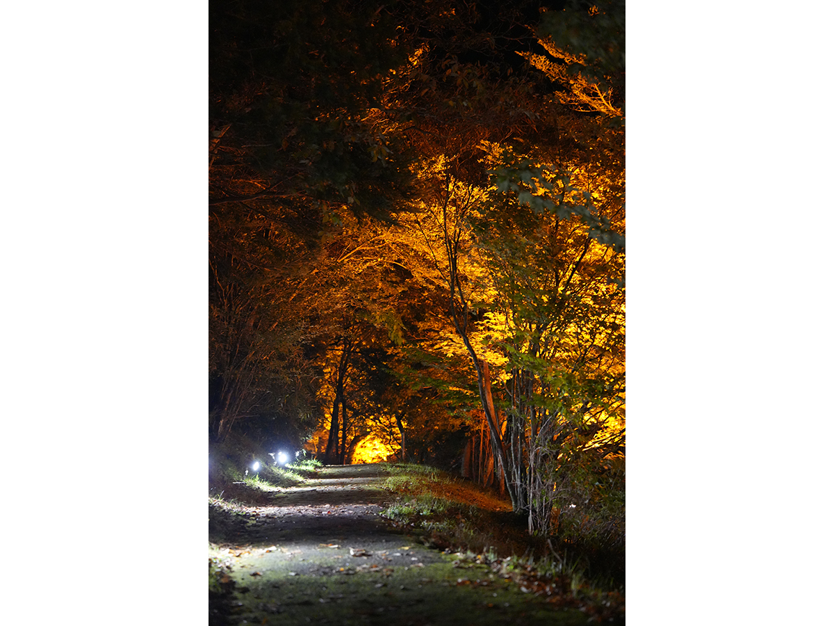 茶臼山高原紅葉ライトアップ