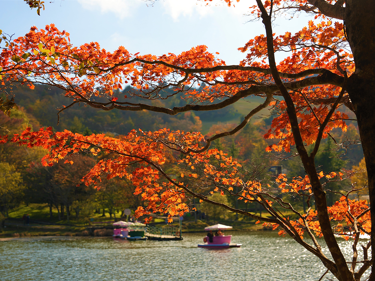 茶臼山高原紅葉ライトアップ