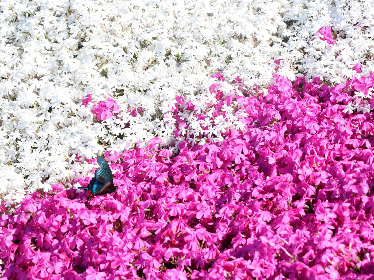 茶臼山高原 芝桜まつり