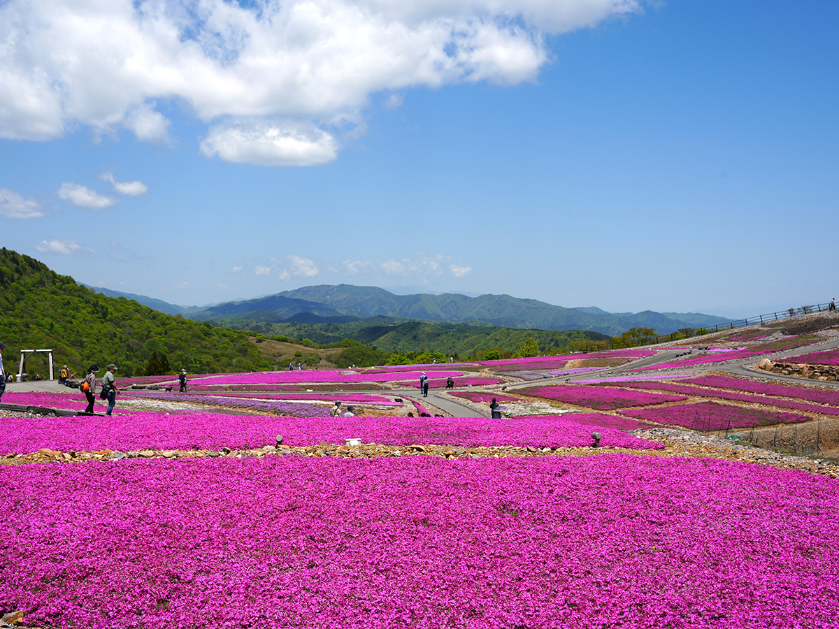 茶臼山高原 芝桜まつり