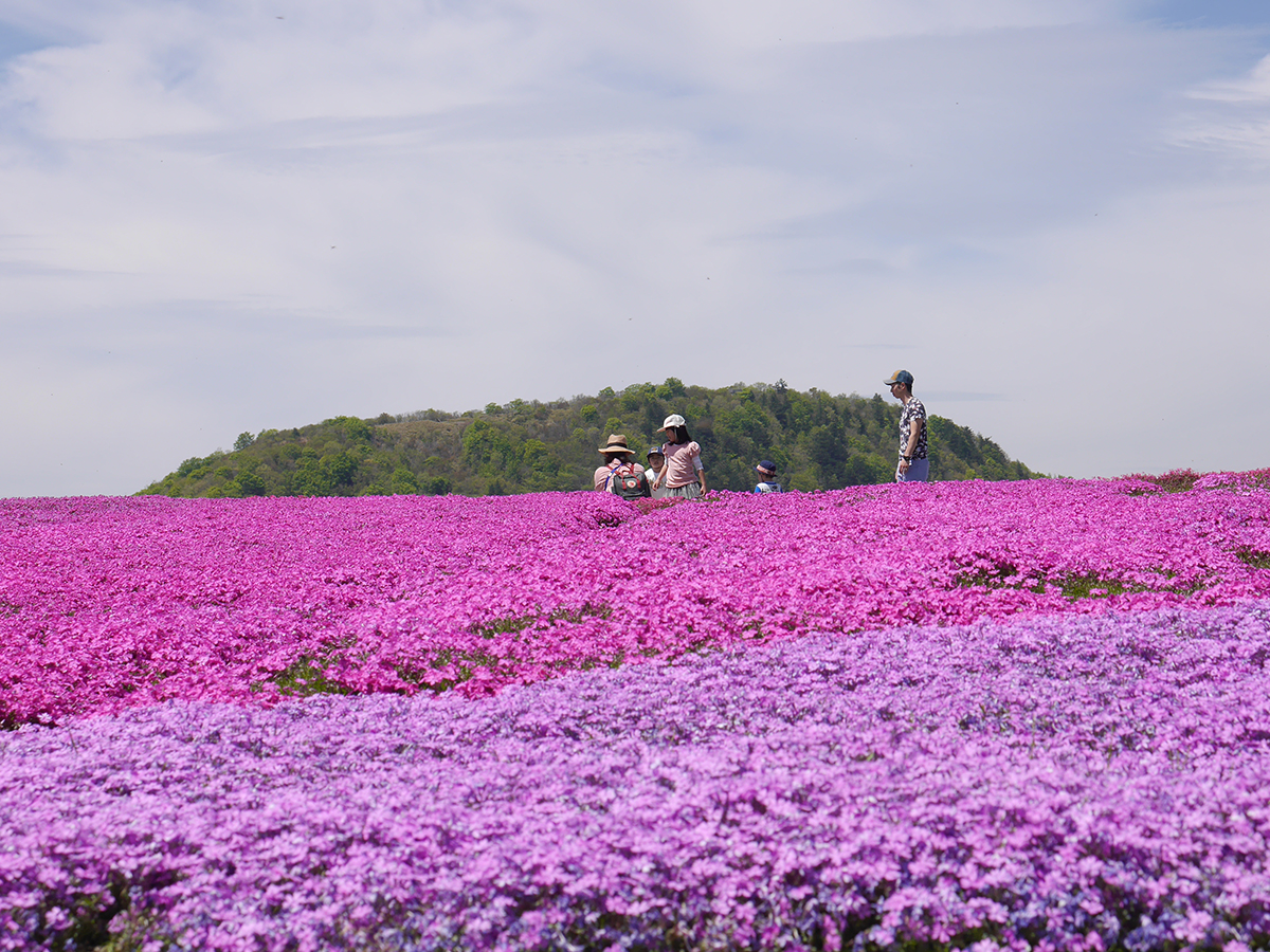 茶臼山高原 芝桜まつり