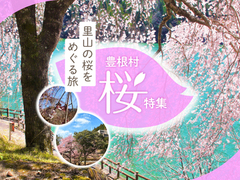 豊根村桜特集～里山の桜をめぐる旅～